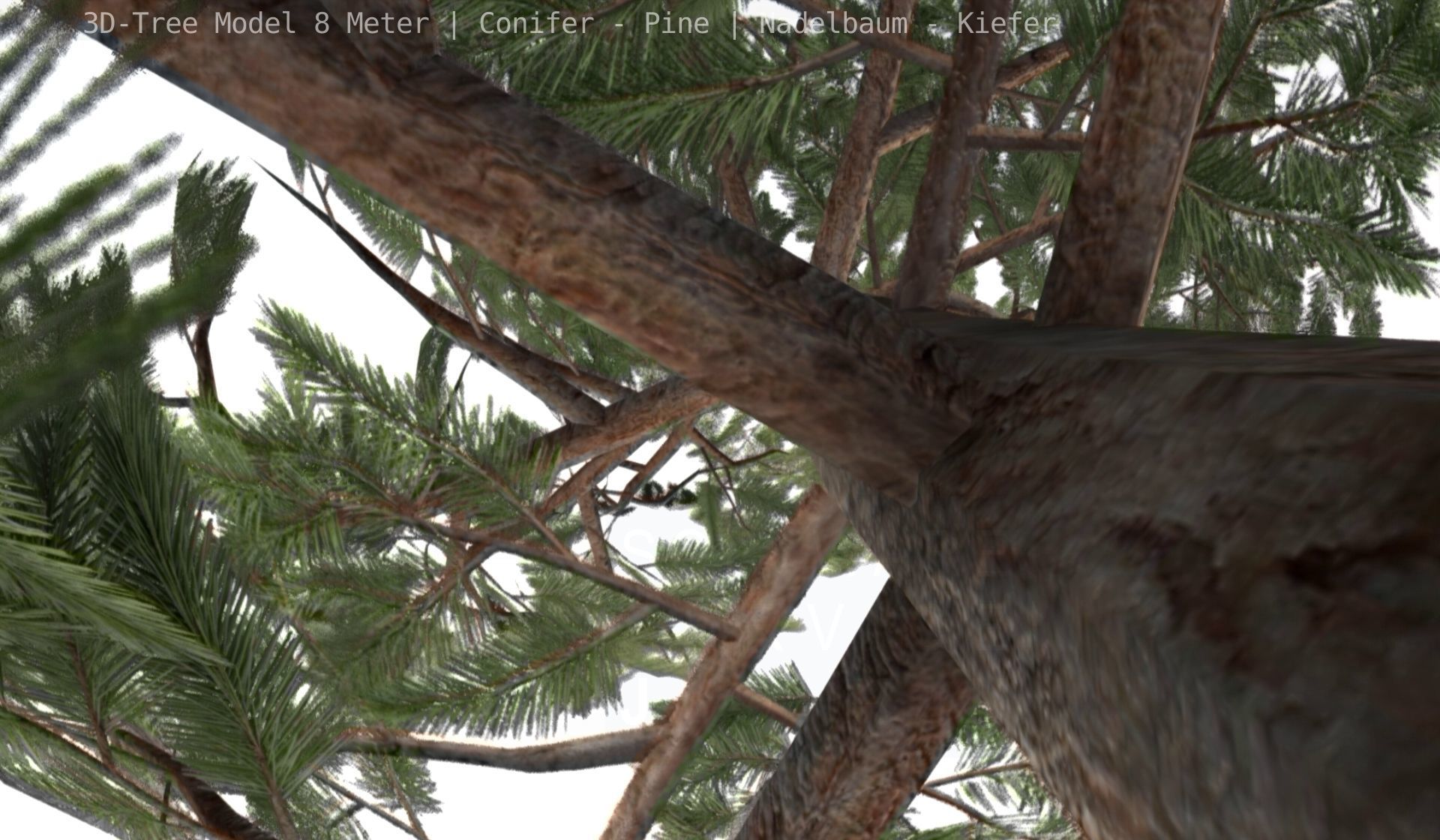 Pine Conifer - Tree 8 Meter Low-poly 3D model_70