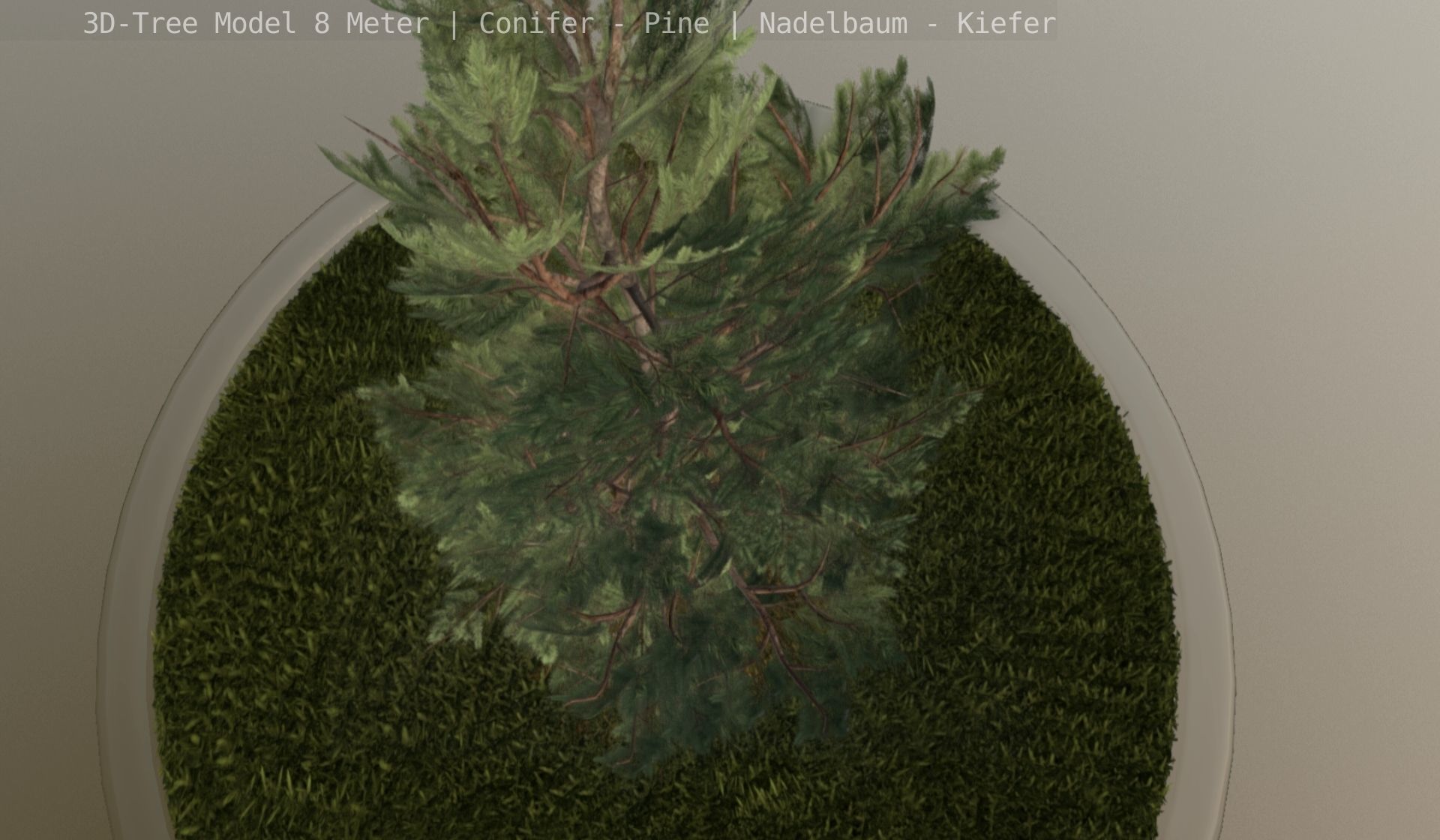 Pine Conifer - Tree 8 Meter Low-poly 3D model_2