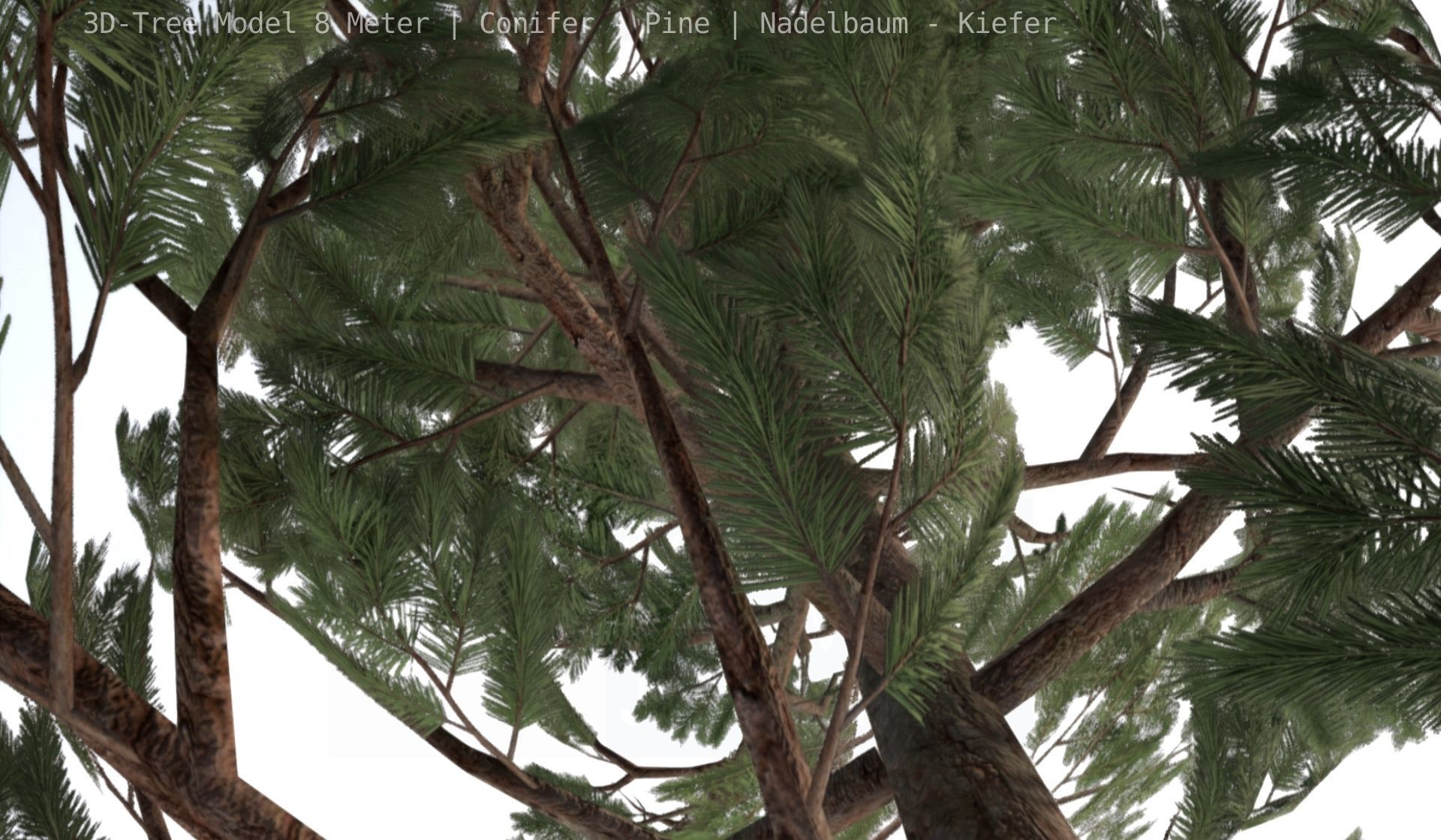 Pine Conifer - Tree 8 Meter Low-poly 3D model_108