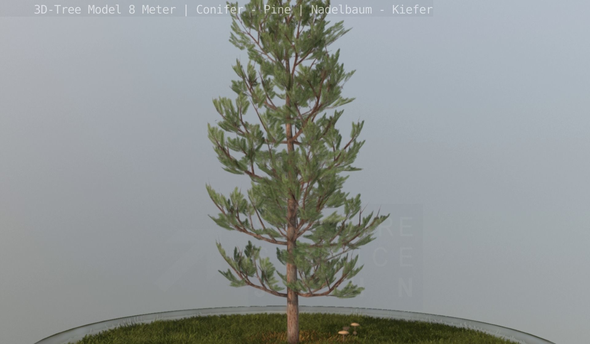 Pine Conifer - Tree 8 Meter Low-poly 3D model_124