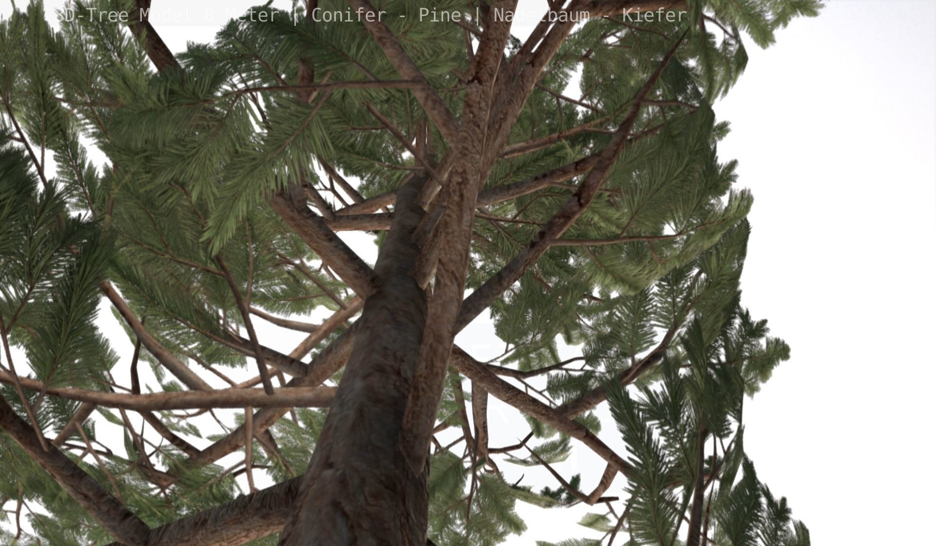 Pine Conifer - Tree 8 Meter Low-poly 3D model_79