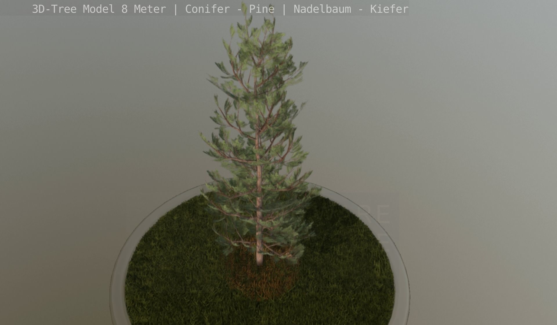Pine Conifer - Tree 8 Meter Low-poly 3D model_115
