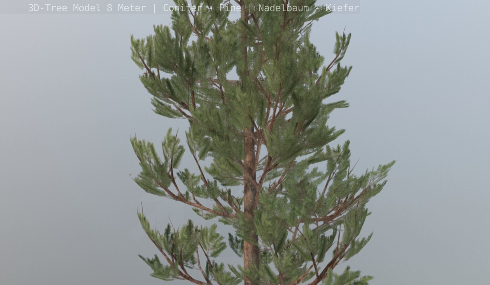 Pine Conifer - Tree 8 Meter Low-poly 3D model_119