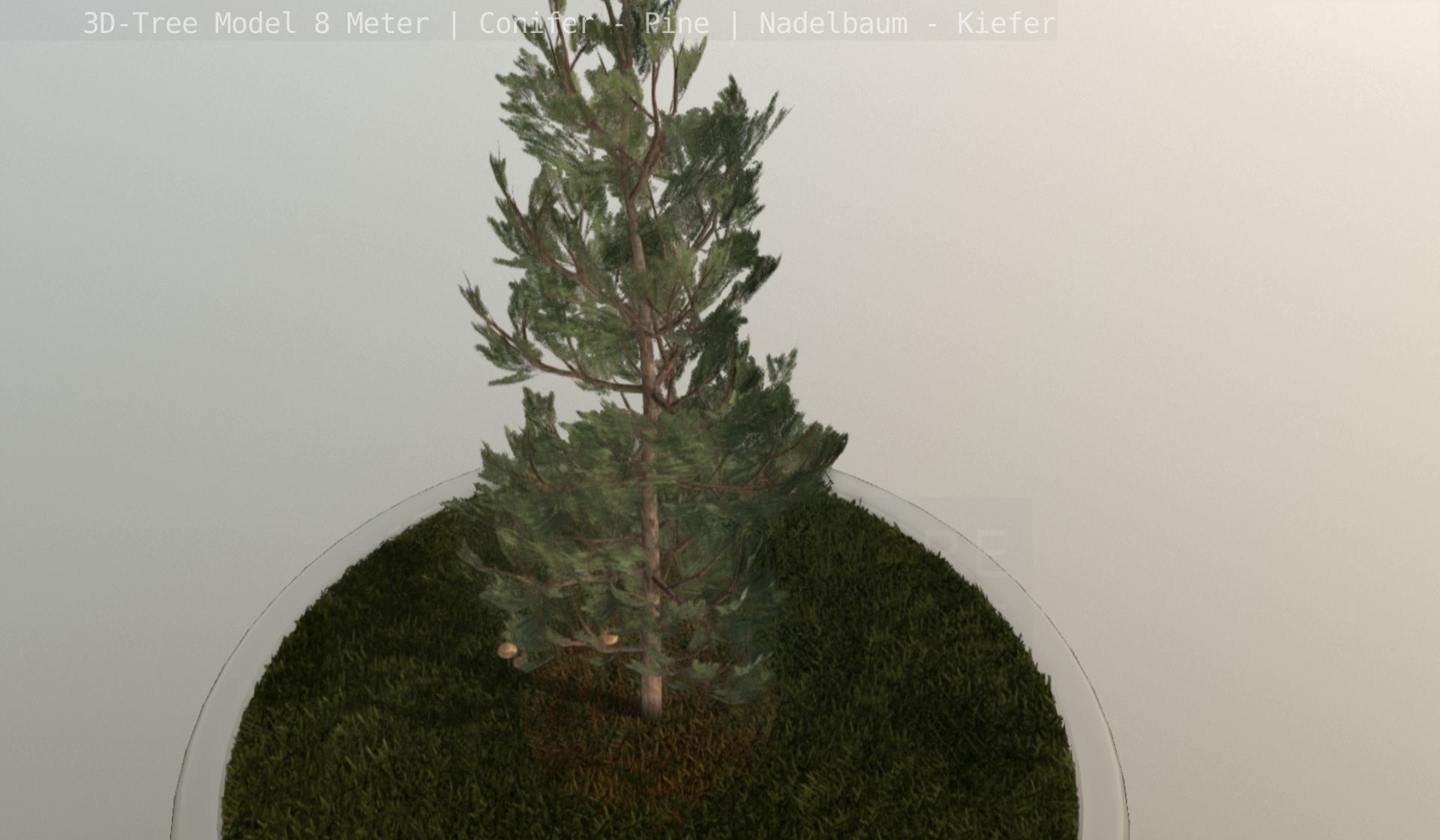 Pine Conifer - Tree 8 Meter Low-poly 3D model_95