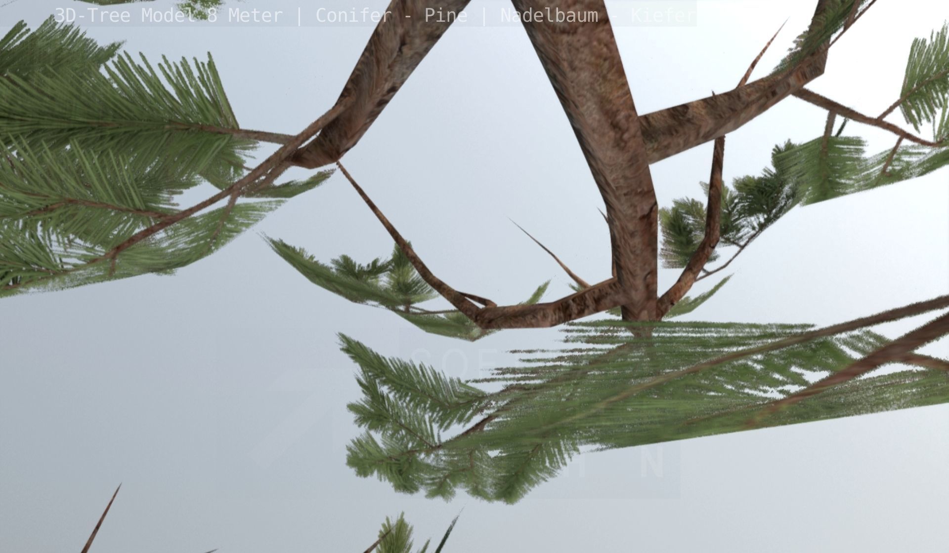 Pine Conifer - Tree 8 Meter Low-poly 3D model_68