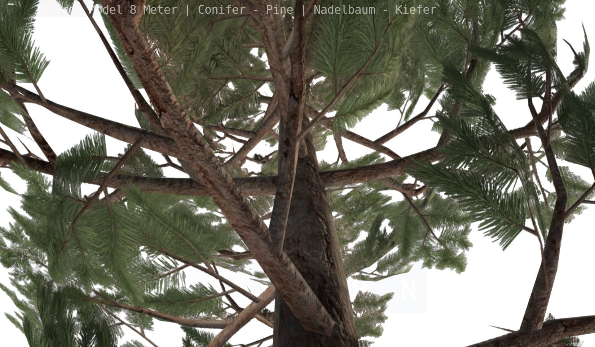 Pine Conifer - Tree 8 Meter Low-poly 3D model_80