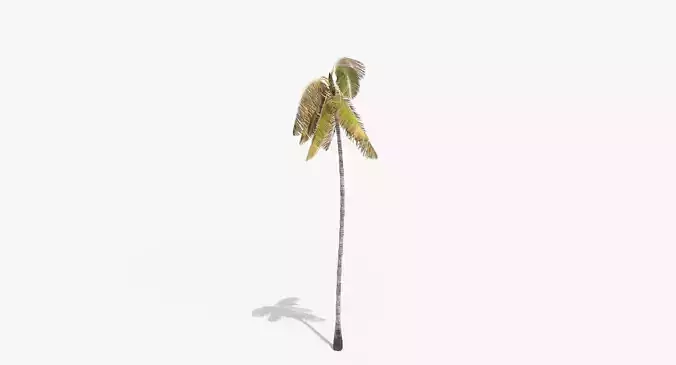 Coconut Palm Tree 3698-4 Low-poly 3D model
