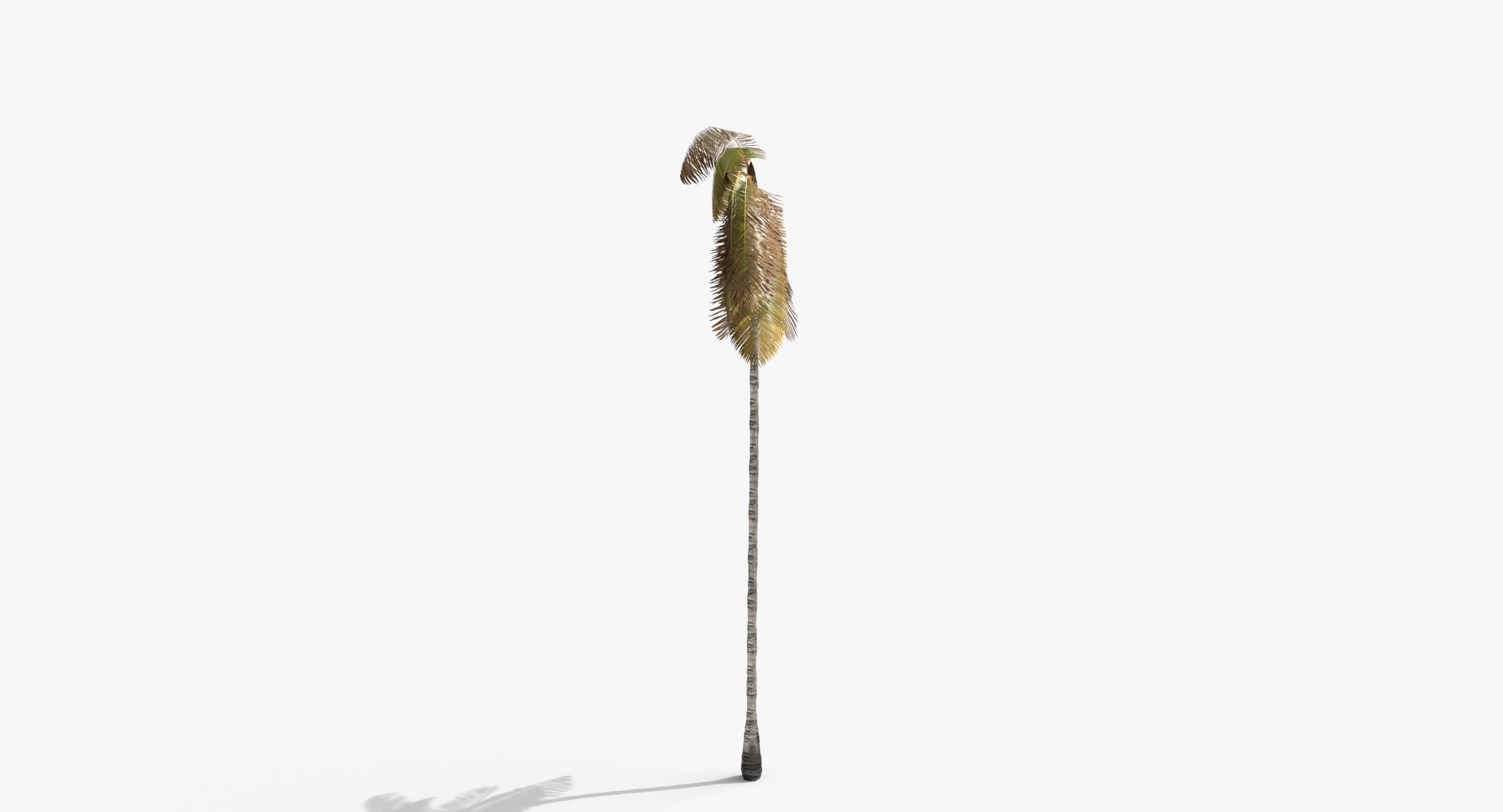 Coconut Palm Tree 3698-4 Low-poly 3D model_7