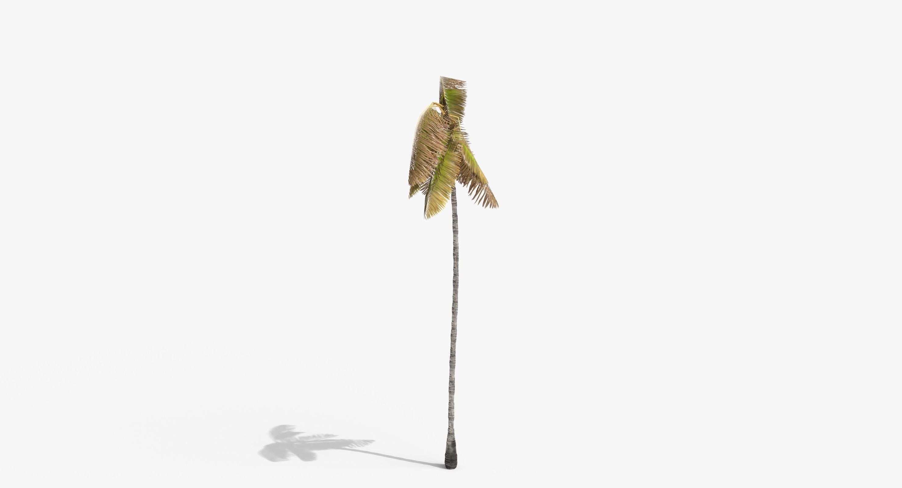 Coconut Palm Tree 3698-4 Low-poly 3D model_8