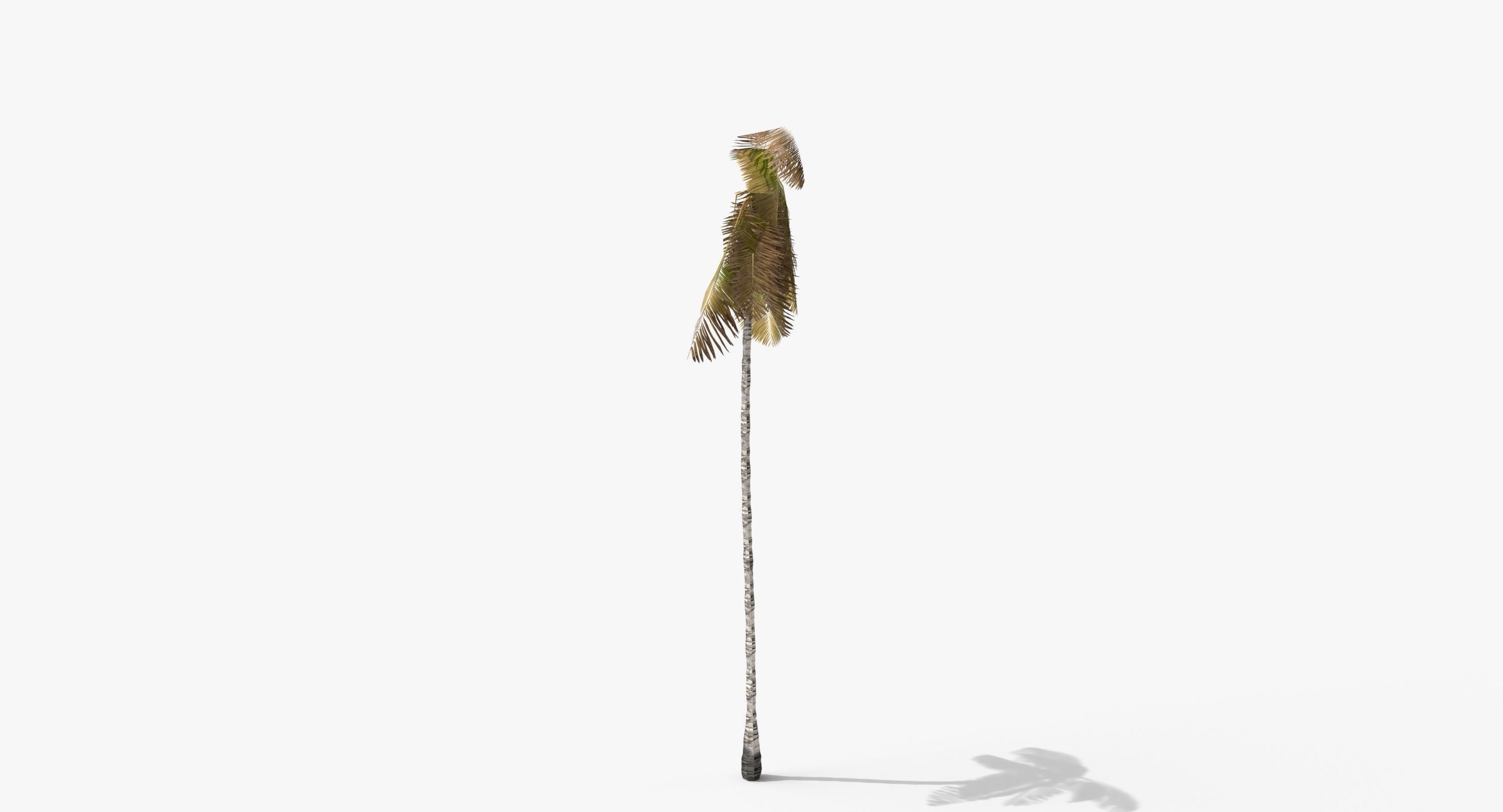 Coconut Palm Tree 3698-4 Low-poly 3D model_3