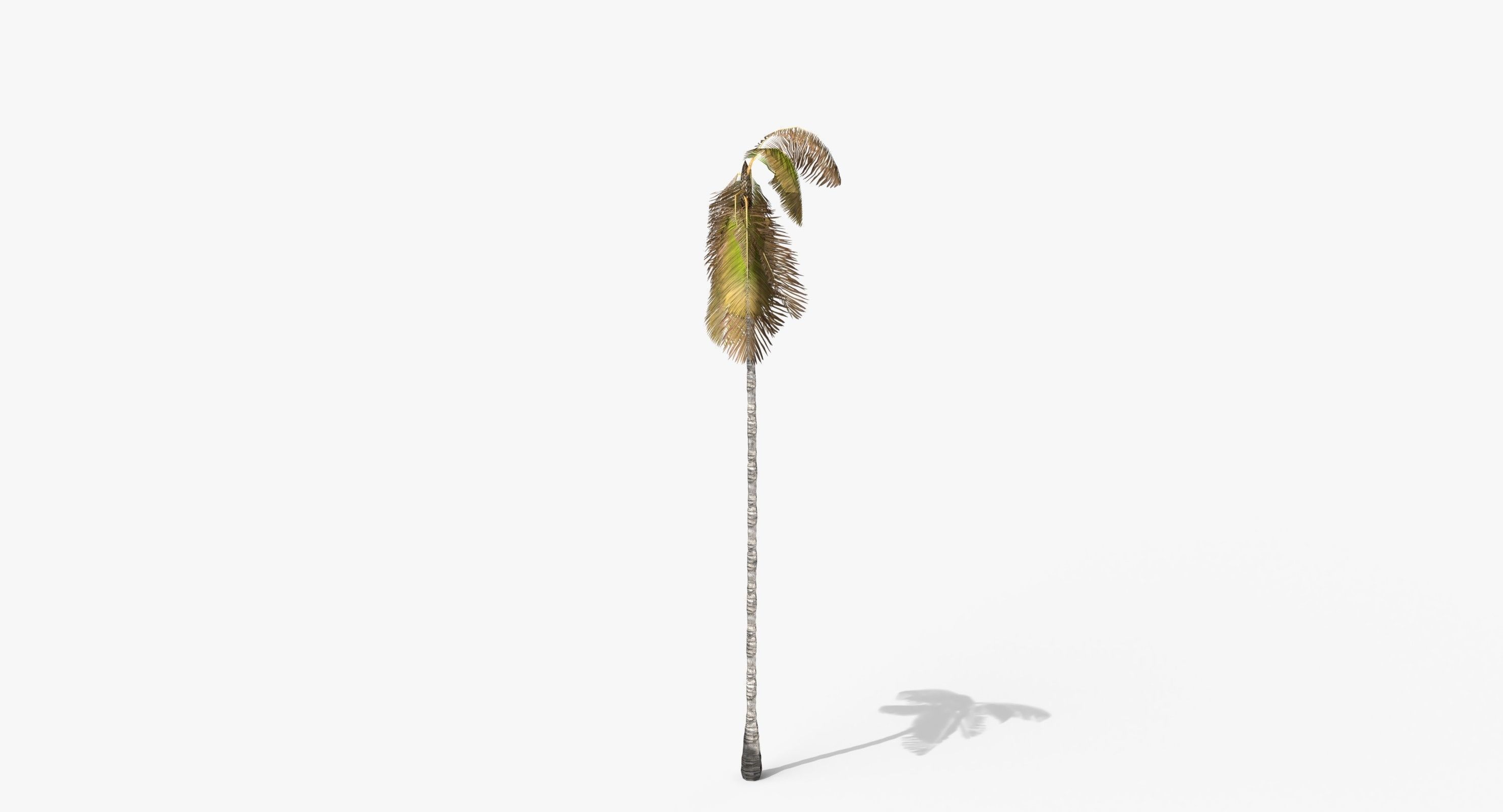 Coconut Palm Tree 3698-4 Low-poly 3D model_2