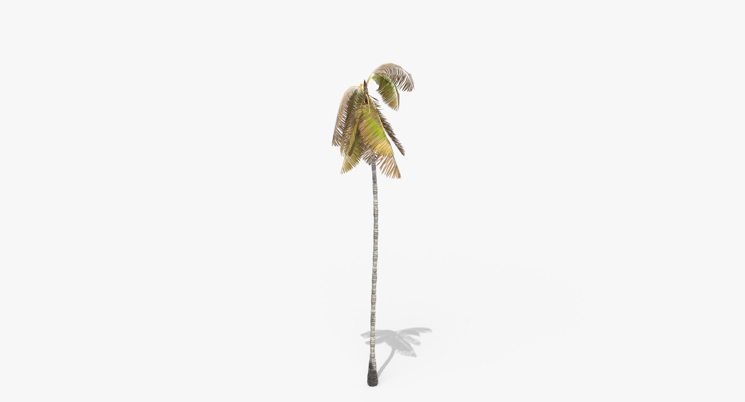 Coconut Palm Tree 3698-4 Low-poly 3D model_1