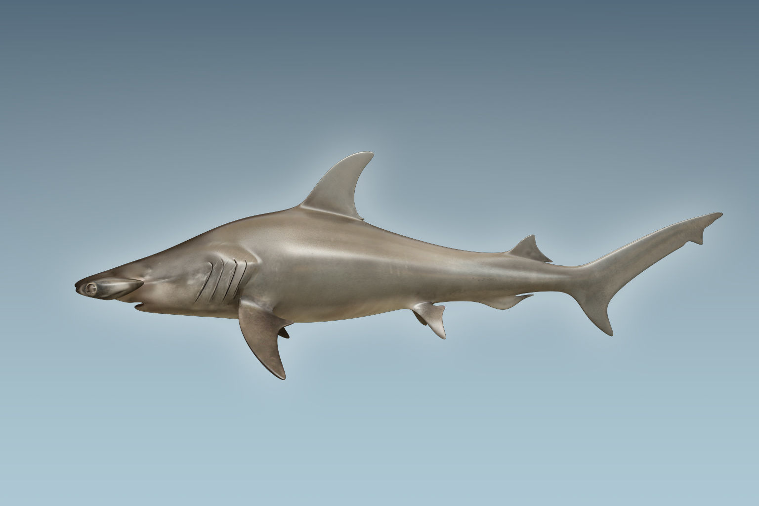 Hammerhead Shark 3D model_3