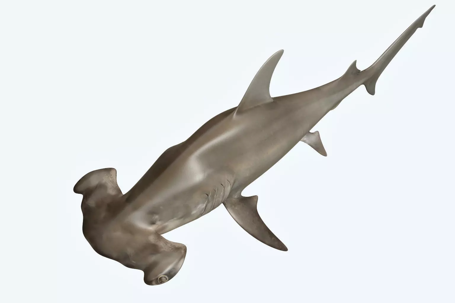 Hammerhead Shark 3D model_0