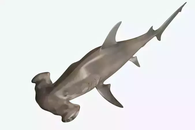 Hammerhead Shark 3D model