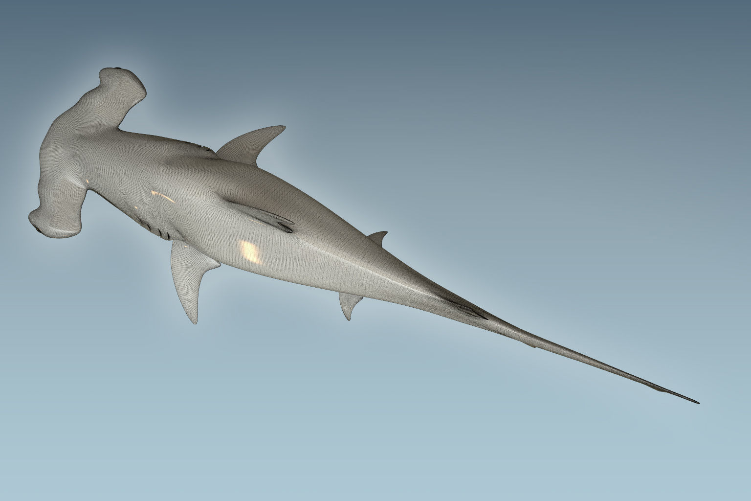 Hammerhead Shark 3D model_8