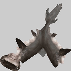 Hammerhead Shark 3D model_9
