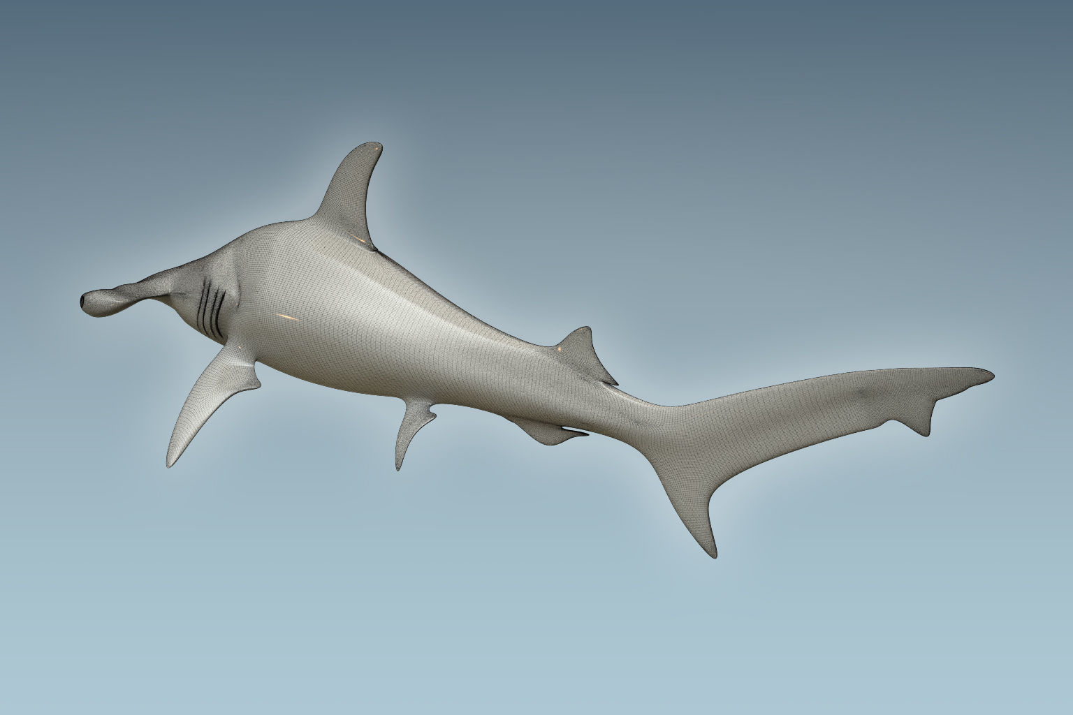 Hammerhead Shark 3D model_7