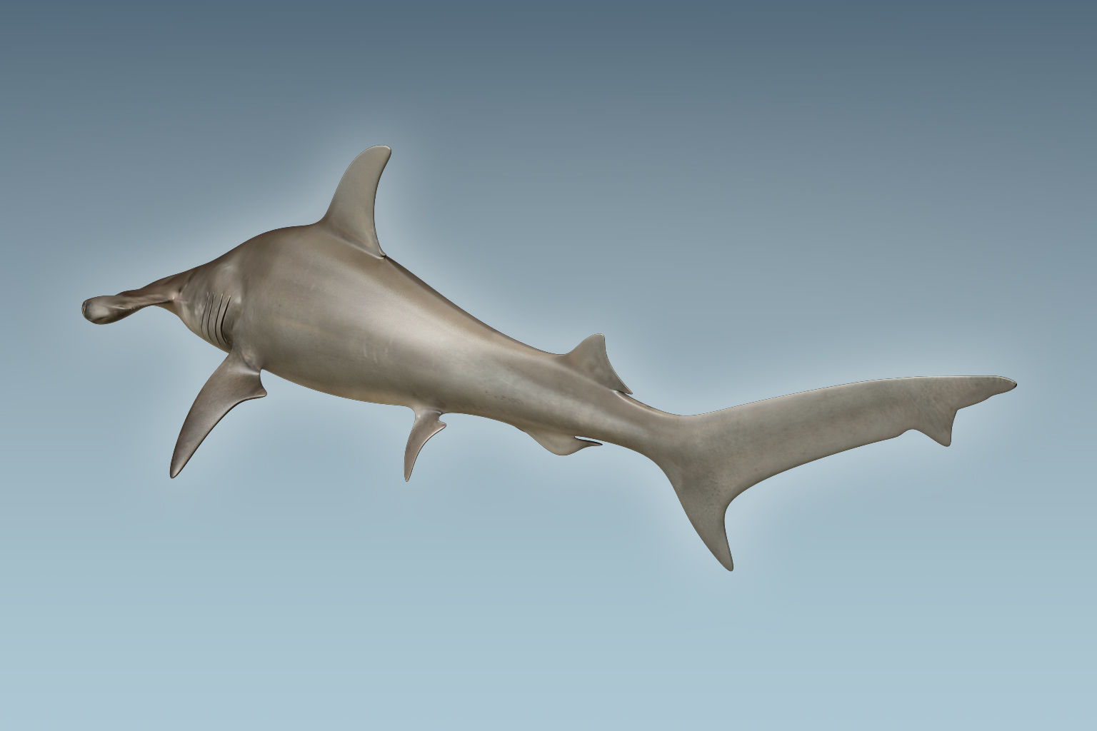 Hammerhead Shark 3D model_1