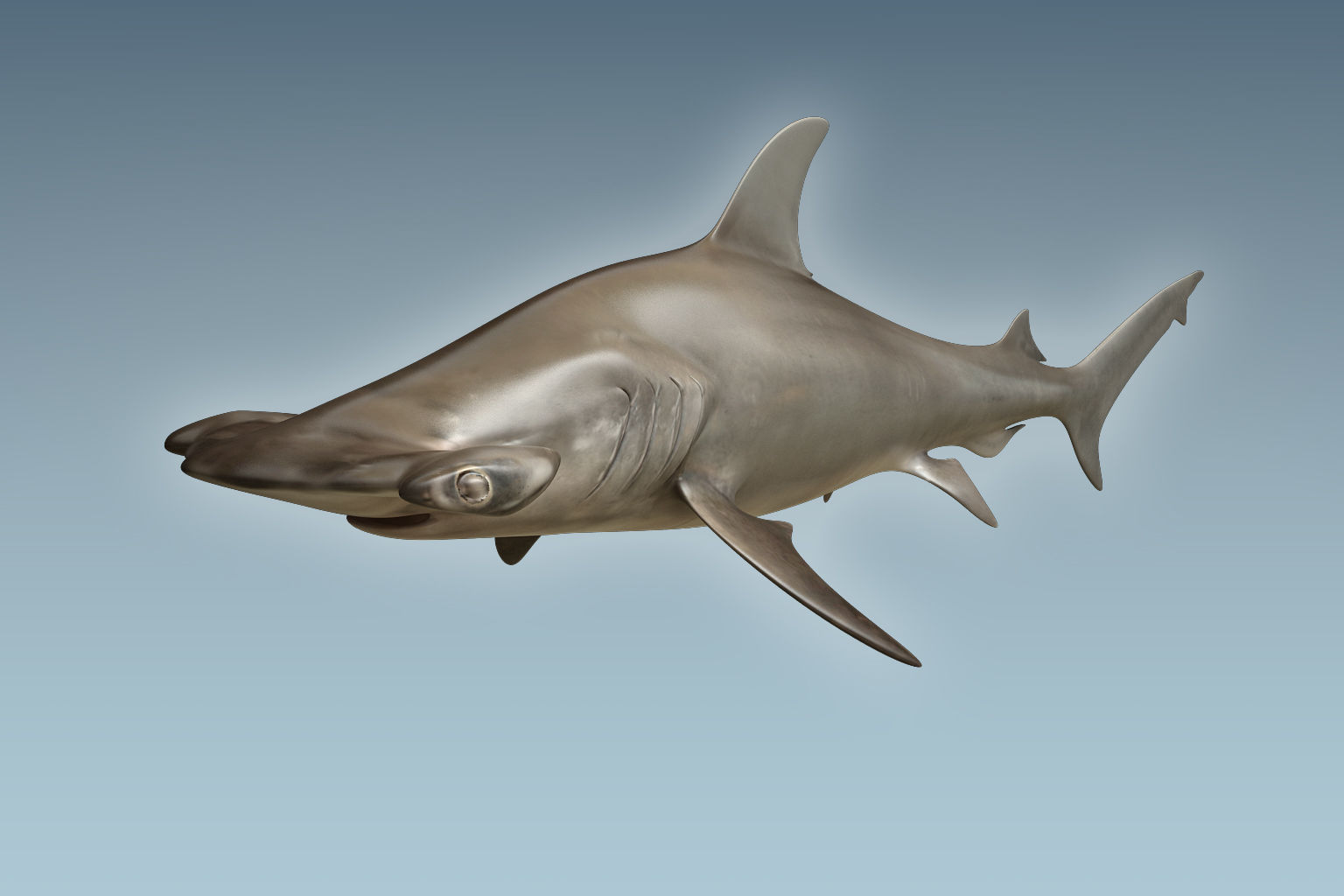 Hammerhead Shark 3D model_4