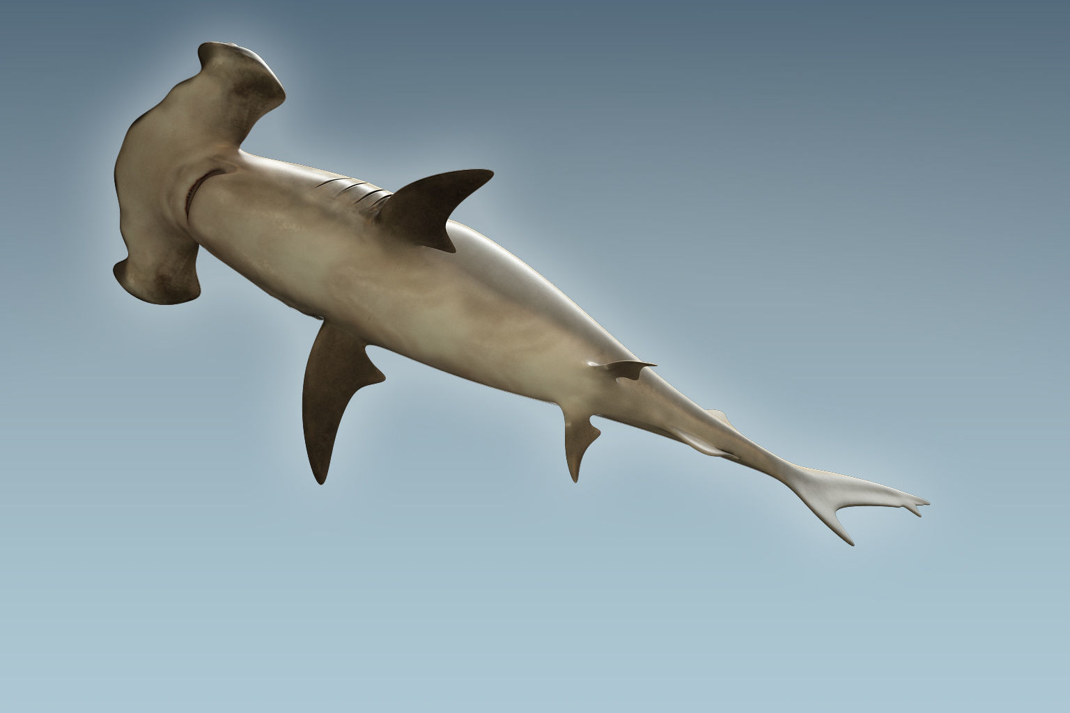 Hammerhead Shark 3D model_2