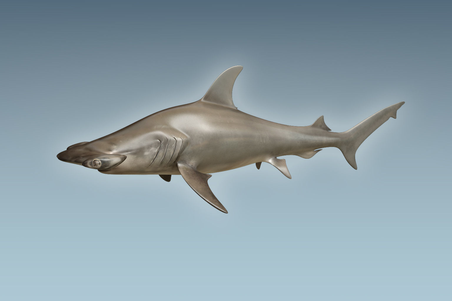 Hammerhead Shark 3D model_6