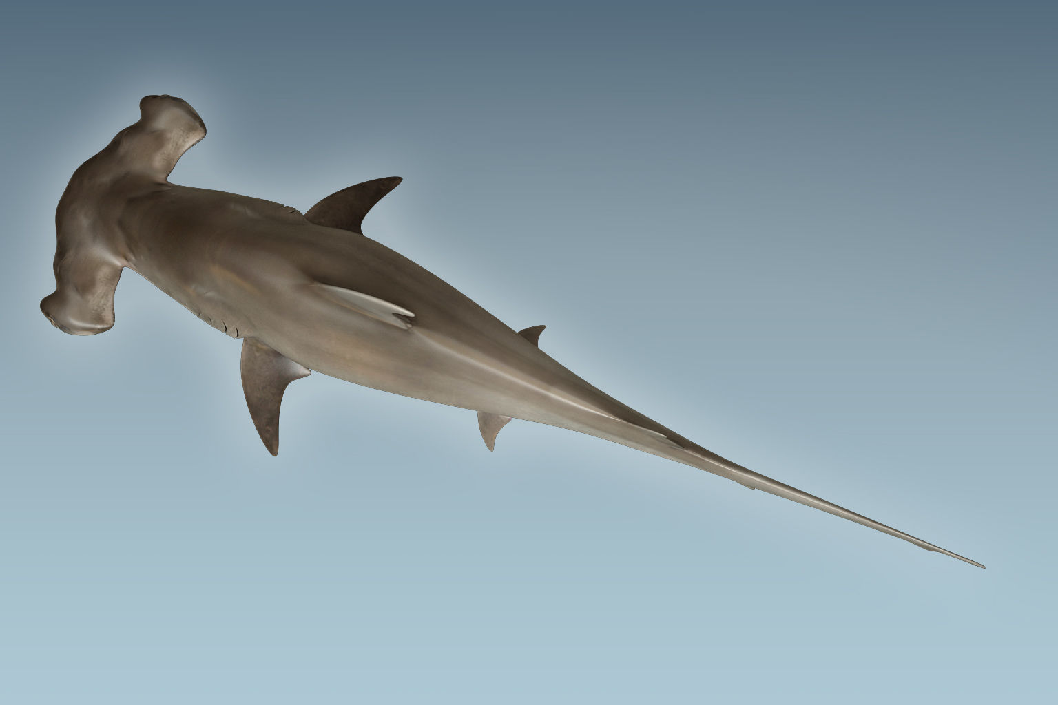 Hammerhead Shark 3D model_5