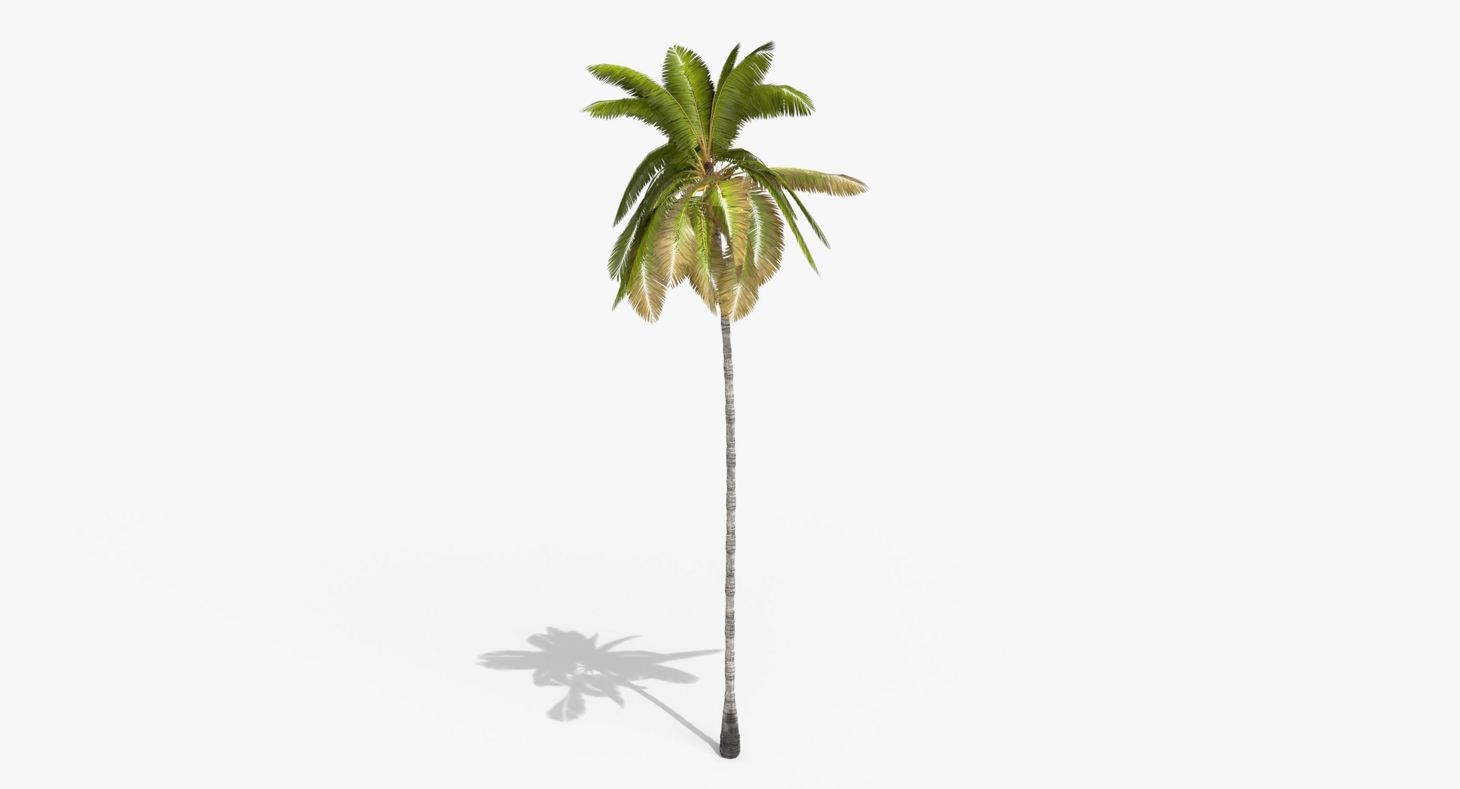 Coconut Palm Tree 3698 - Health Collection Low-poly 3D model_1