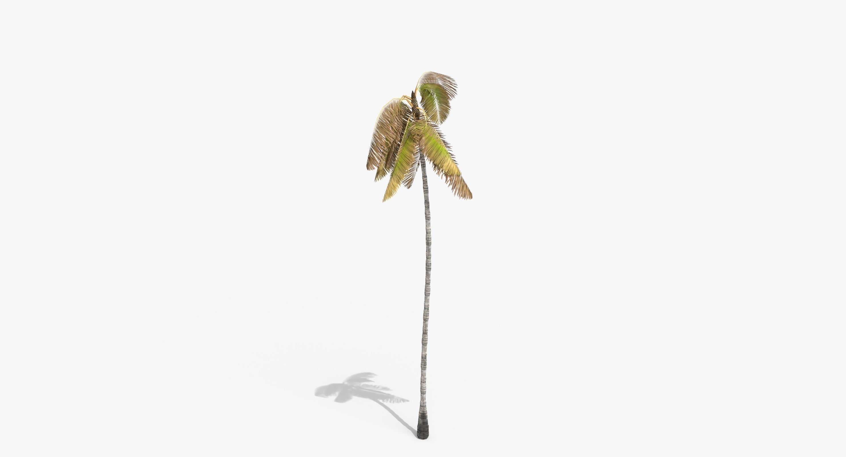 Coconut Palm Tree 3698 - Health Collection Low-poly 3D model_17