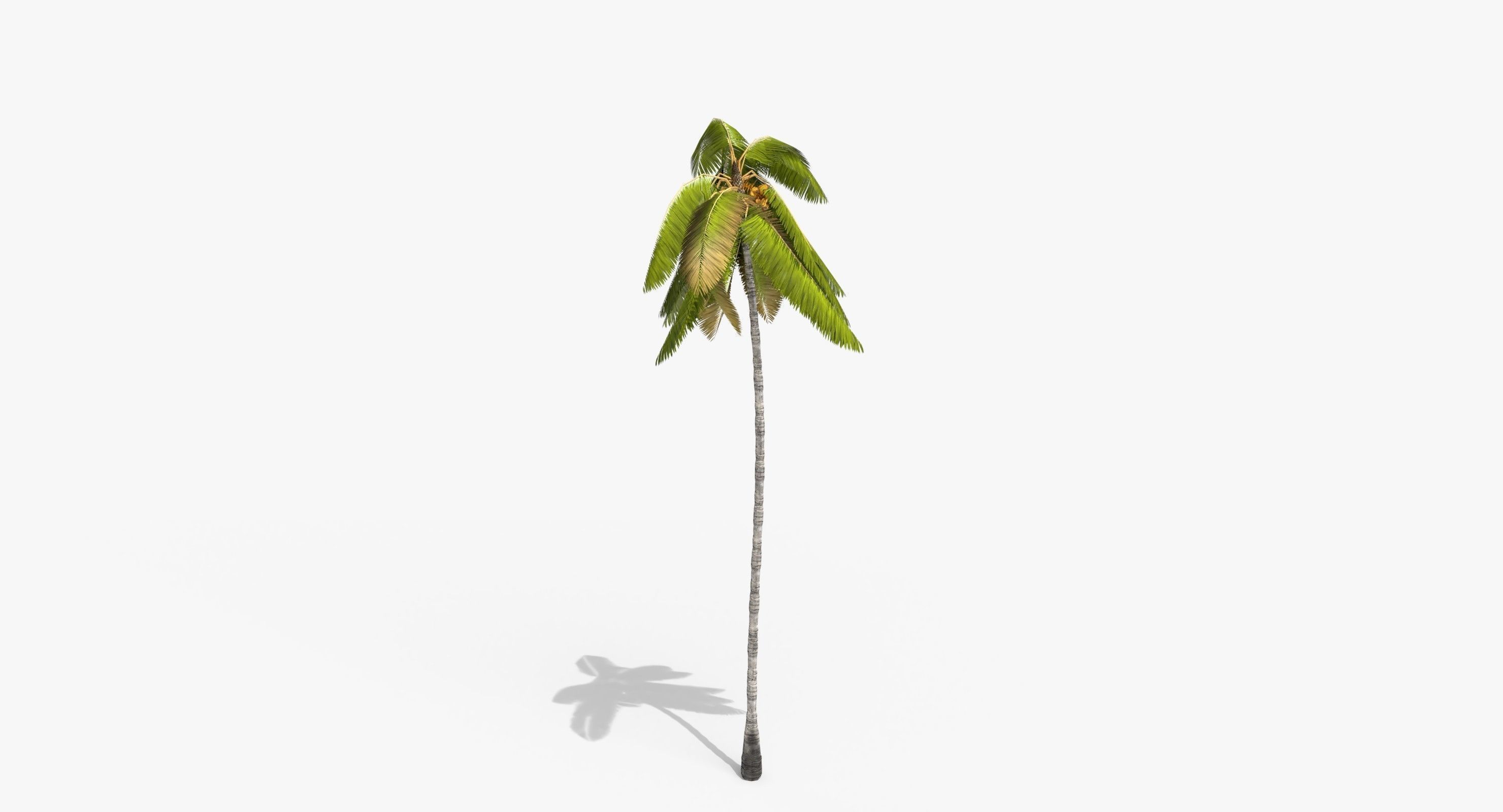 Coconut Palm Tree 3698 - Health Collection Low-poly 3D model_9