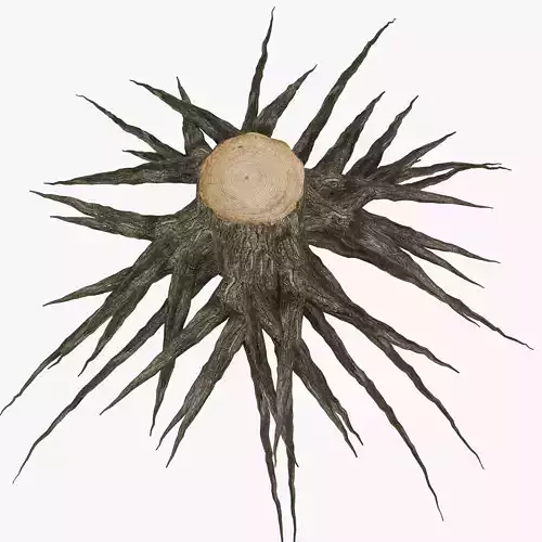 Roots tree stump with sunburst