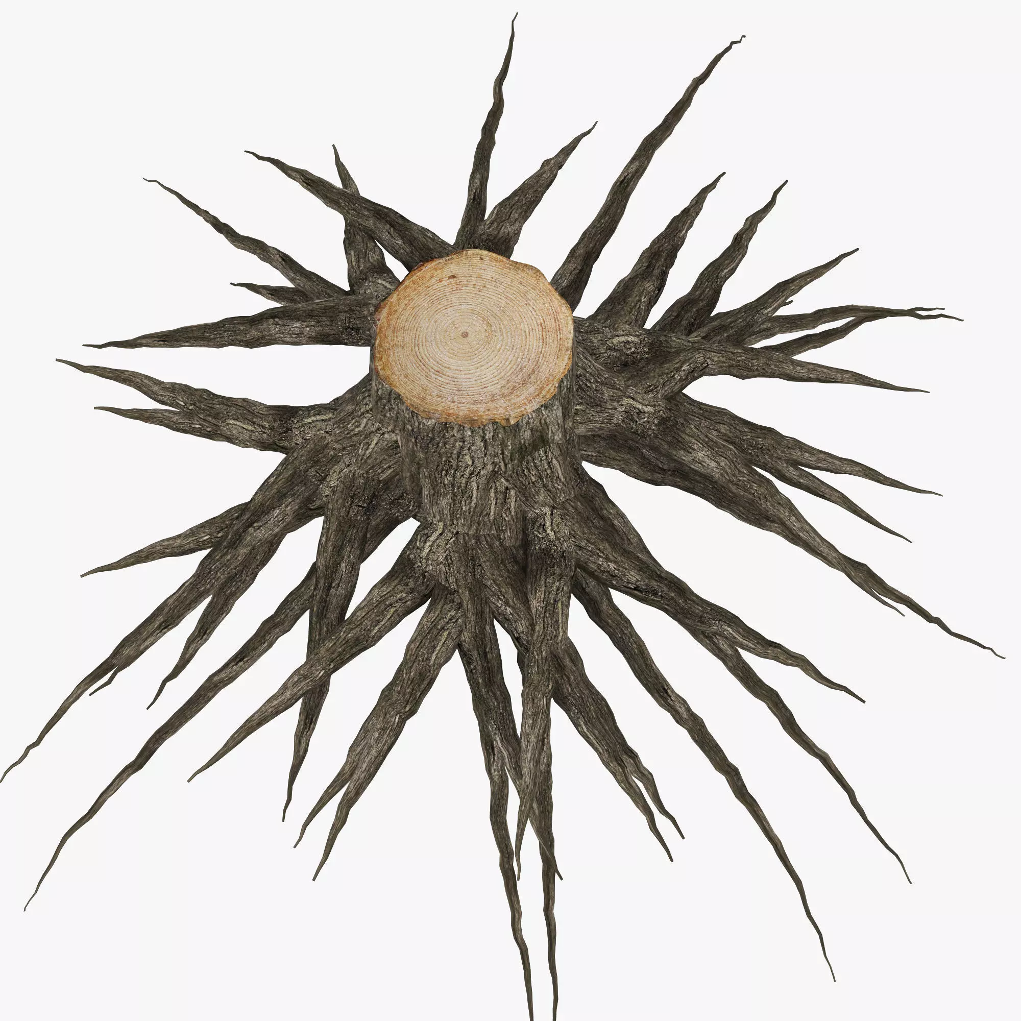 Roots tree stump with sunburst 3D model