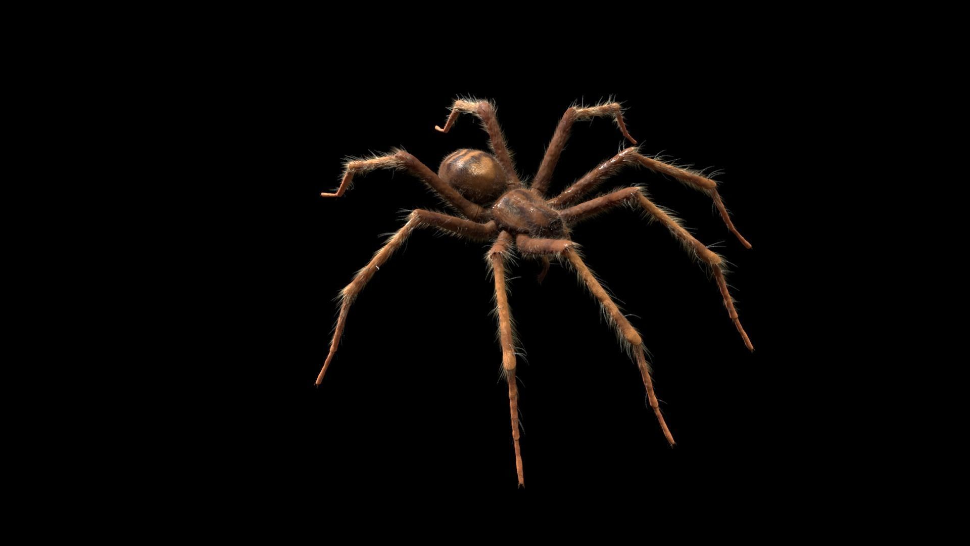 Domestic Spider - Tegenaria Domestica Low-poly 3D model_2