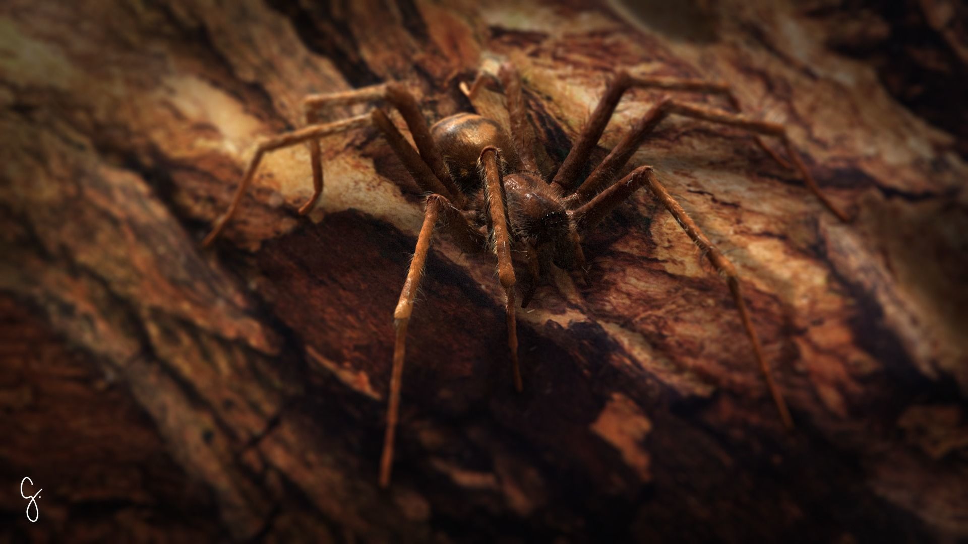 Domestic Spider - Tegenaria Domestica Low-poly 3D model_16