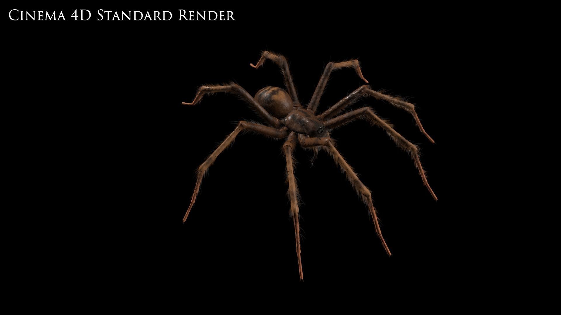 Domestic Spider - Tegenaria Domestica Low-poly 3D model_13