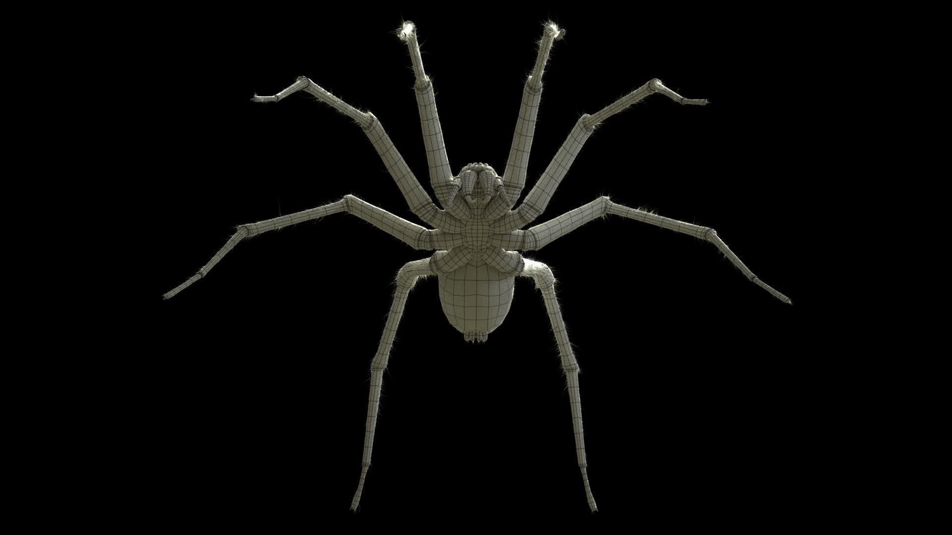 Domestic Spider - Tegenaria Domestica Low-poly 3D model_10