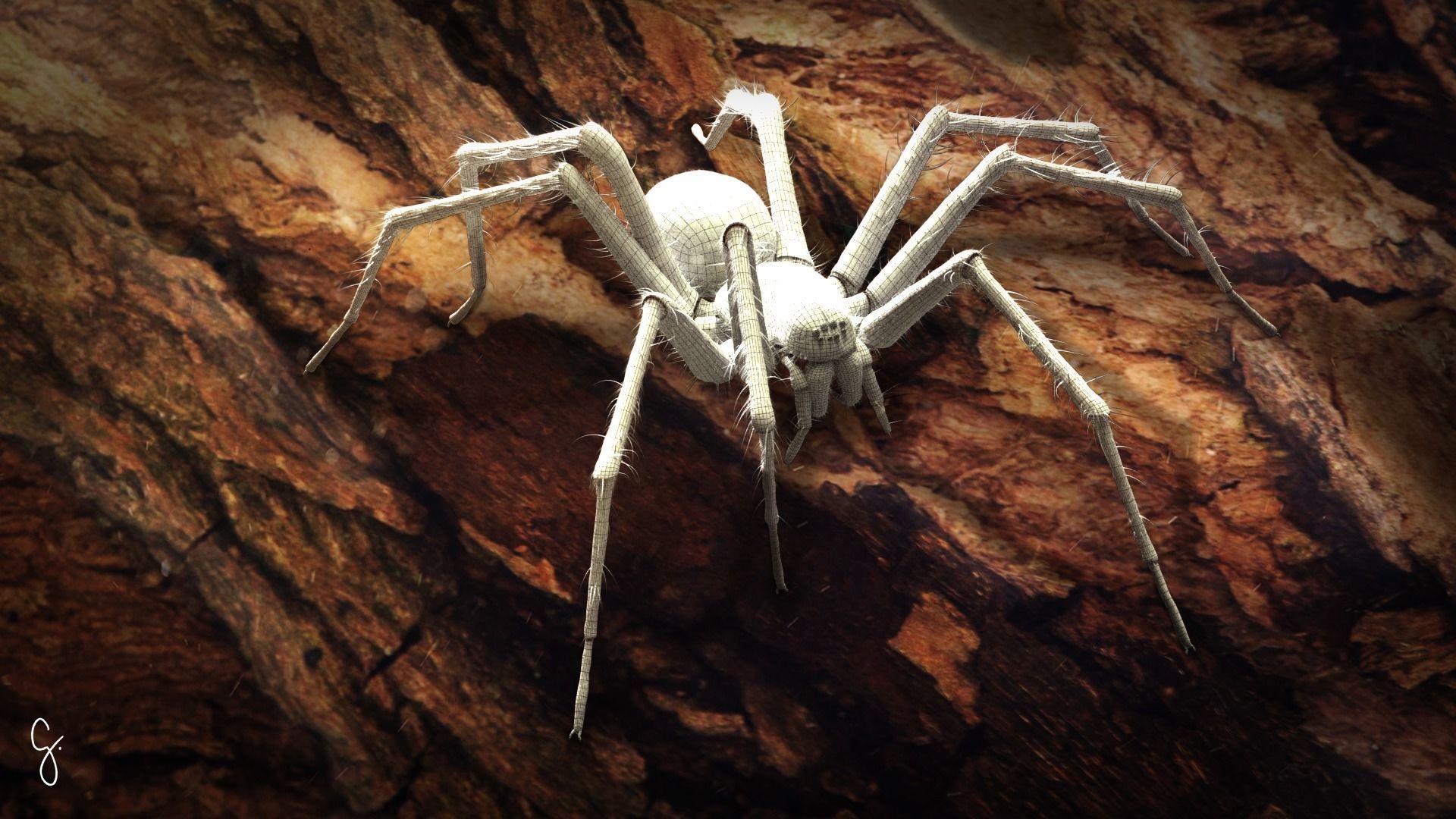 Domestic Spider - Tegenaria Domestica Low-poly 3D model_18