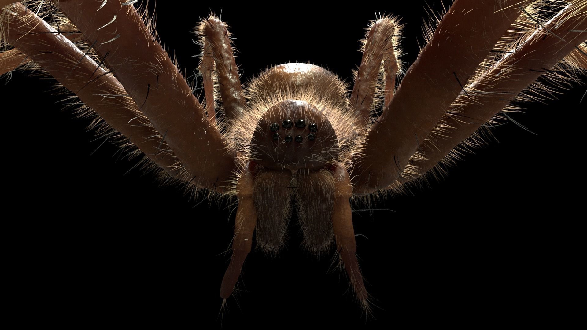 Domestic Spider - Tegenaria Domestica Low-poly 3D model_5