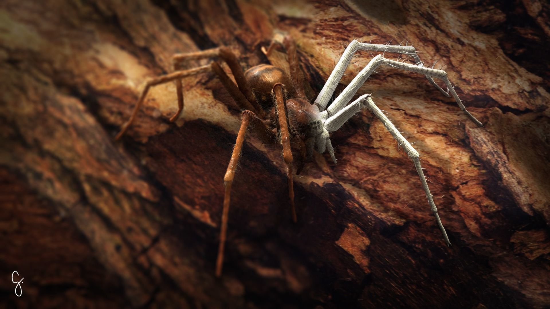Domestic Spider - Tegenaria Domestica Low-poly 3D model_17