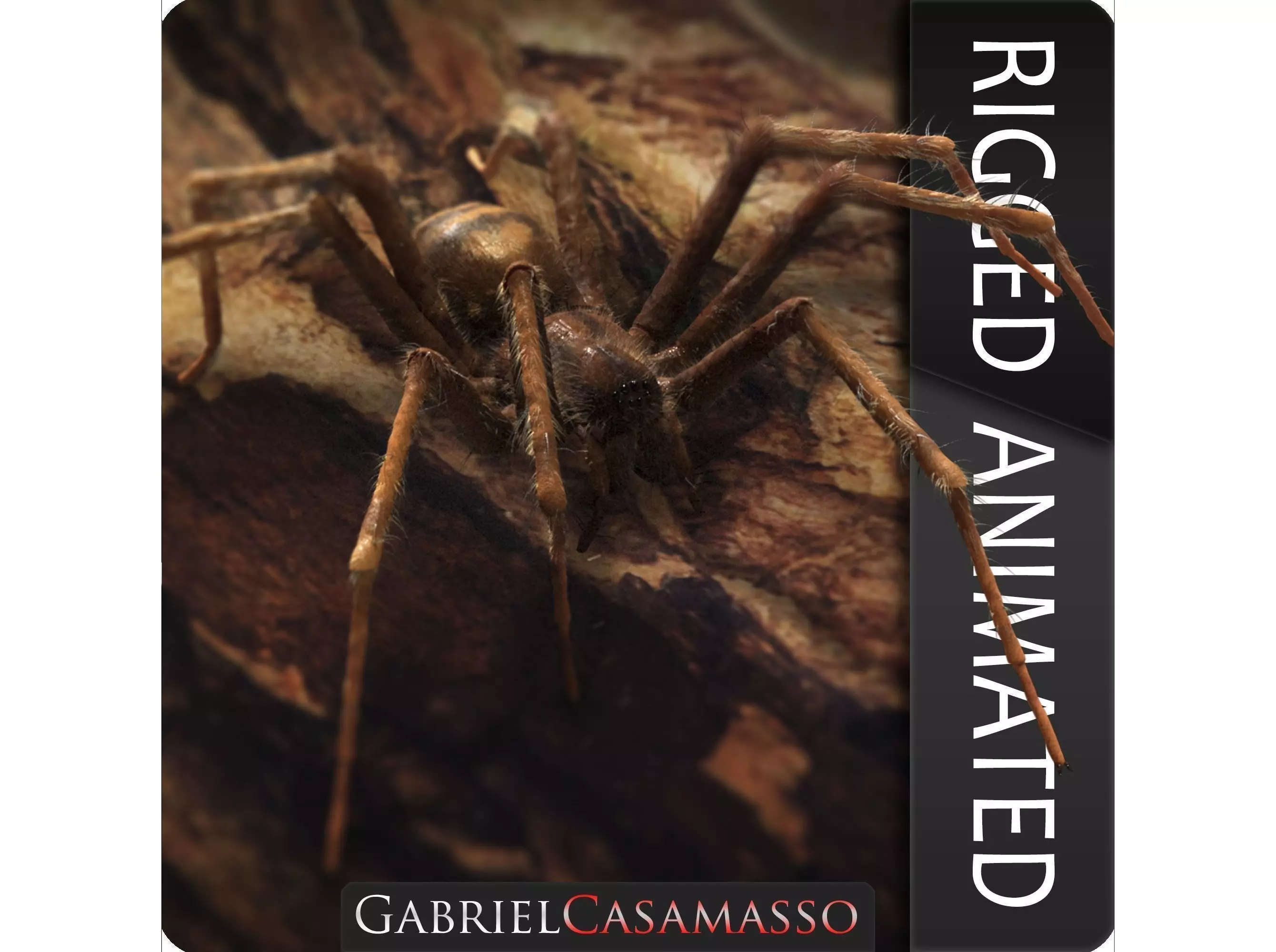 Domestic Spider - Tegenaria Domestica Low-poly 3D model_0