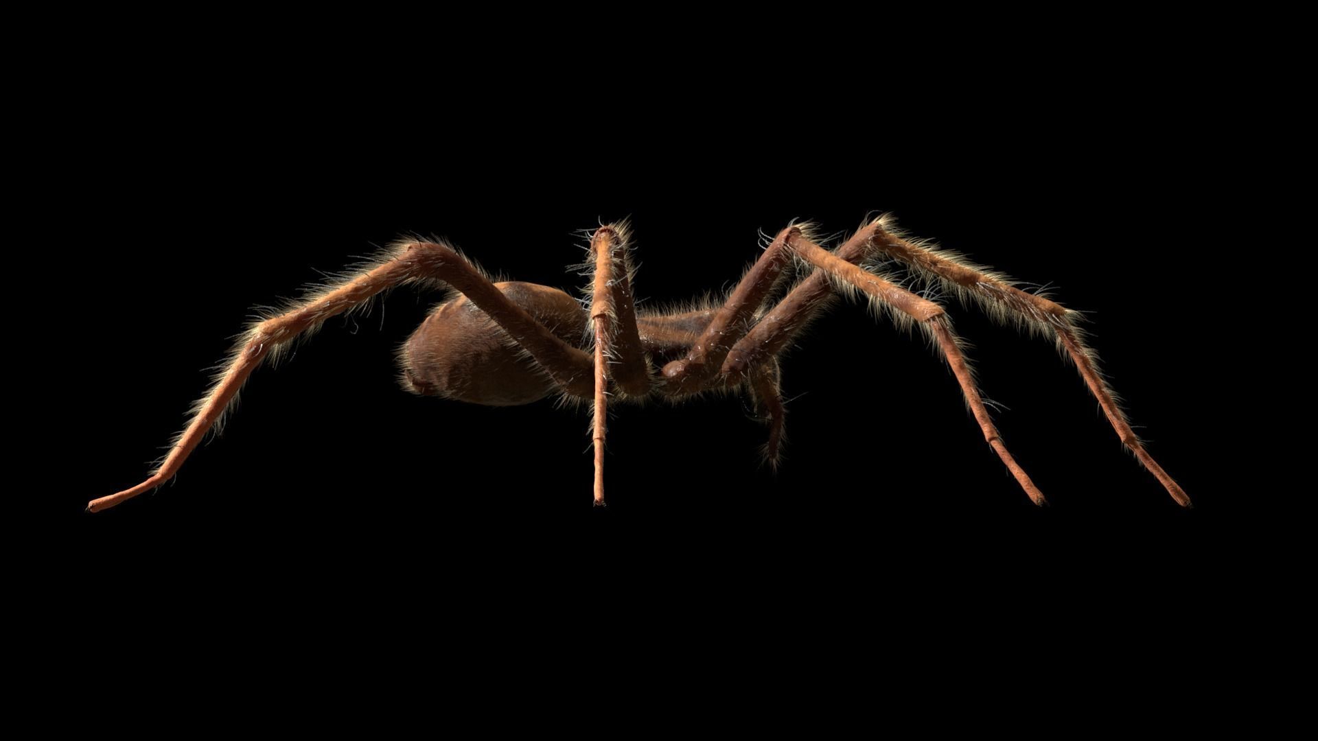 Domestic Spider - Tegenaria Domestica Low-poly 3D model_6