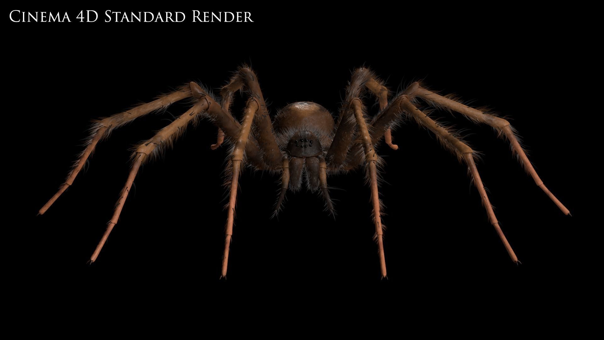 Domestic Spider - Tegenaria Domestica Low-poly 3D model_15