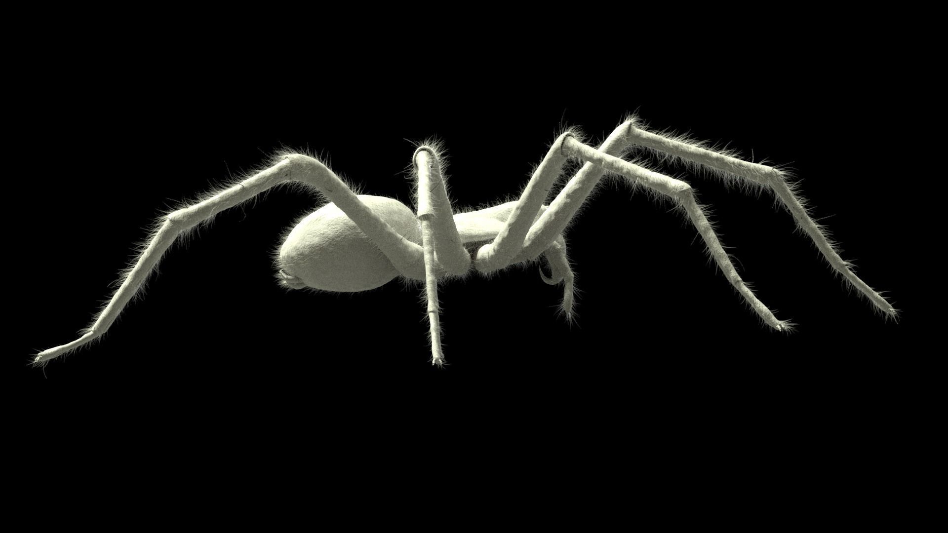 Domestic Spider - Tegenaria Domestica Low-poly 3D model_7