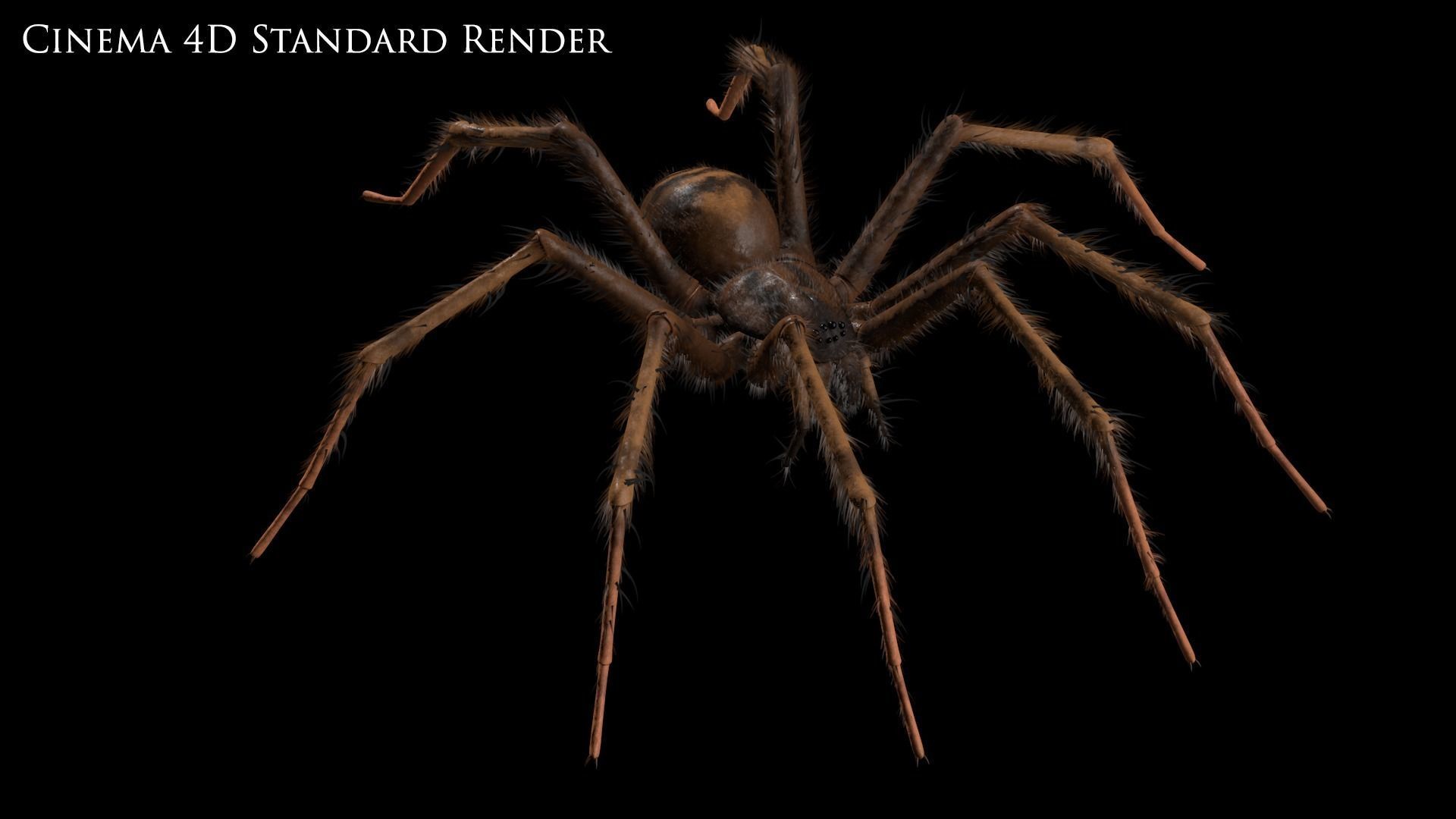 Domestic Spider - Tegenaria Domestica Low-poly 3D model_14