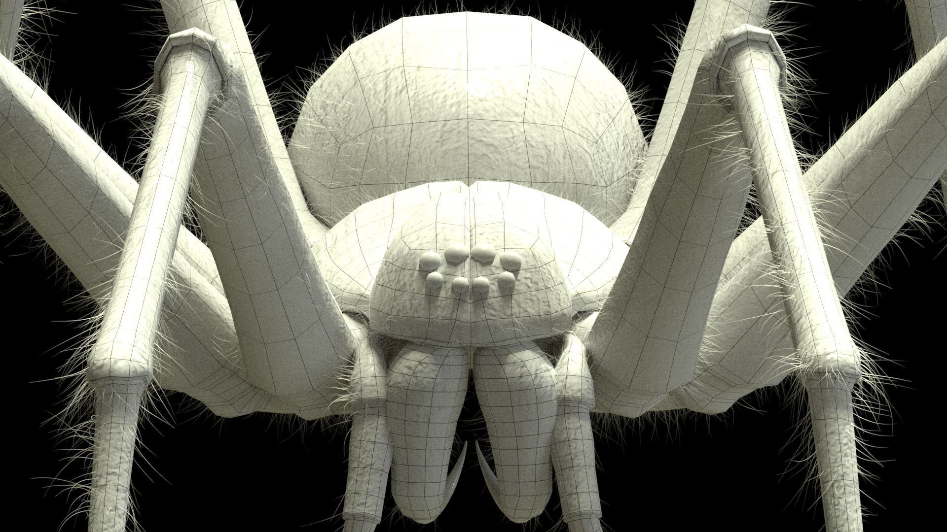 Domestic Spider - Tegenaria Domestica Low-poly 3D model_11