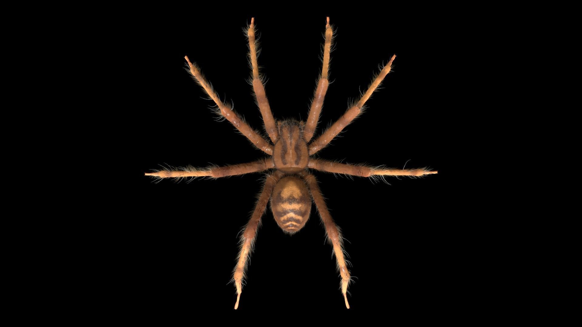 Domestic Spider - Tegenaria Domestica Low-poly 3D model_3