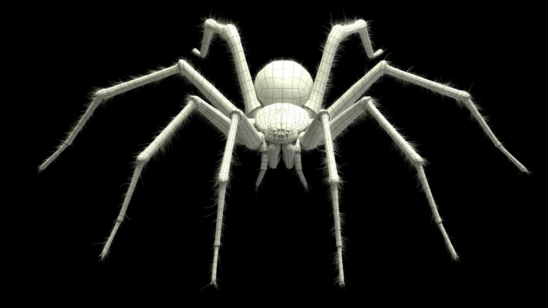 Domestic Spider - Tegenaria Domestica Low-poly 3D model_9