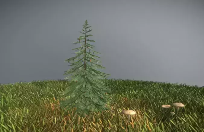 Conifer Tree Spruce - 2 Meter