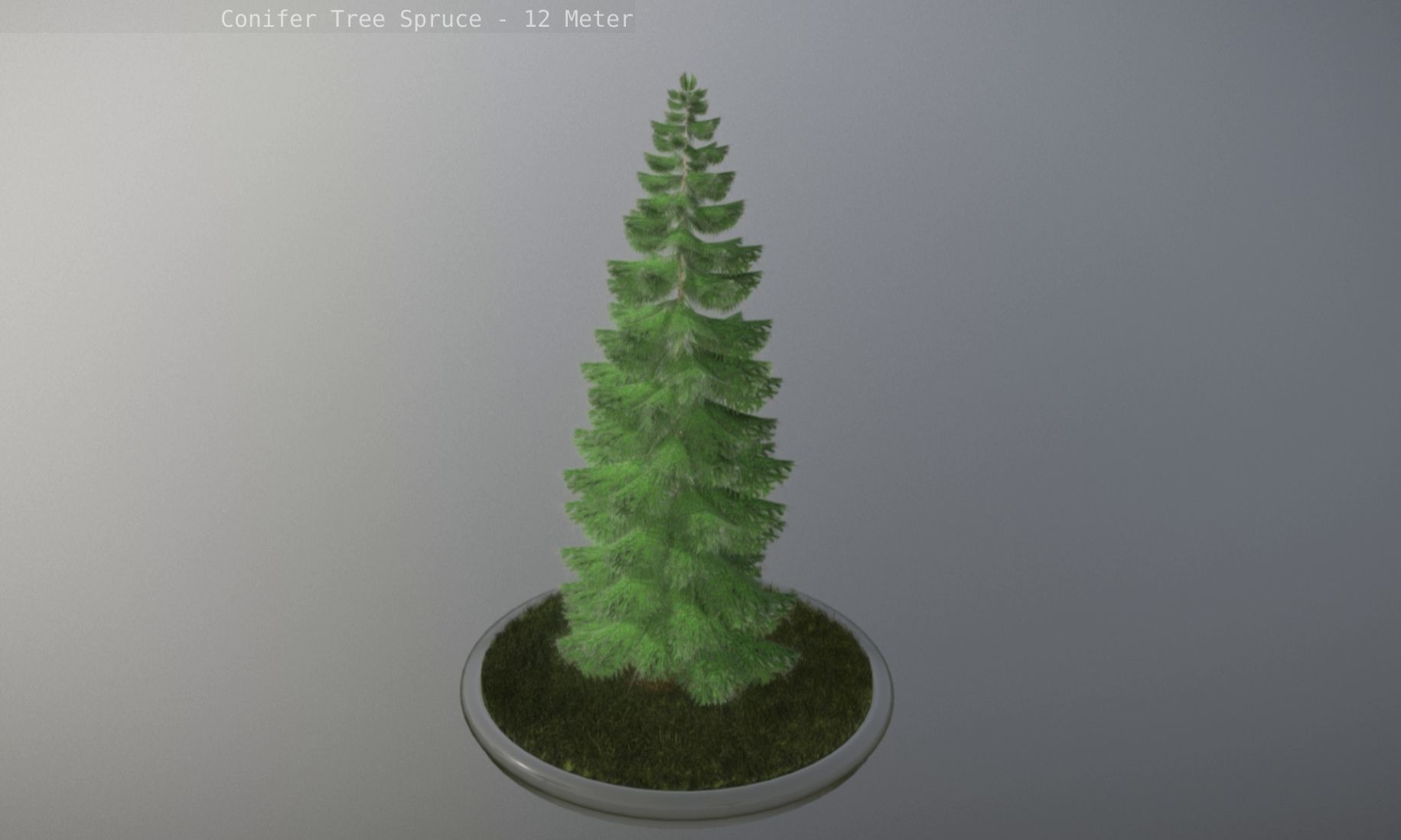 Conifer Tree Spruce - 12 Meter Low-poly 3D model_6