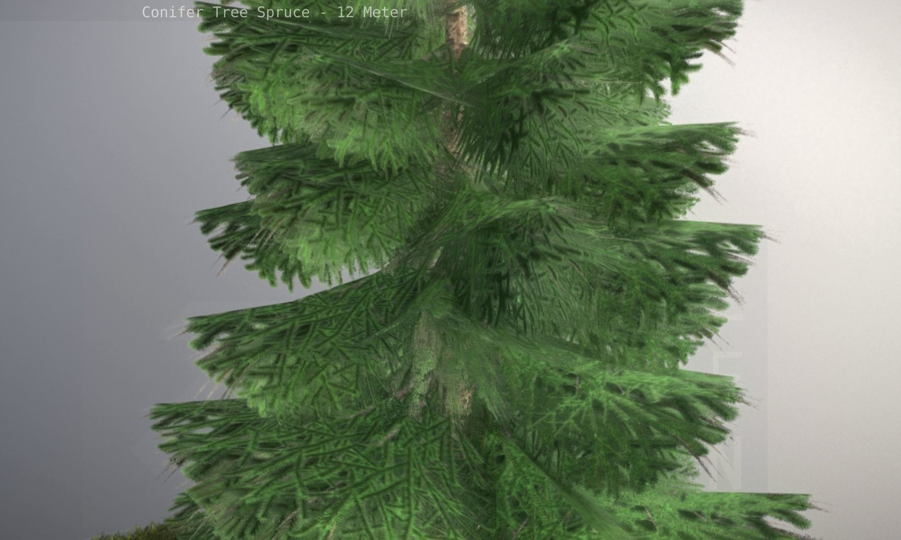 Conifer Tree Spruce - 12 Meter Low-poly 3D model_96